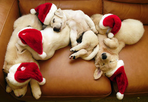 cute-christmas-animals-28